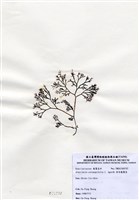 藏品(傘房龍鬚菜)的圖片